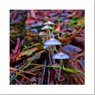 Delicate fungi in forest Posters and Art